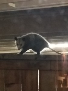 opossum